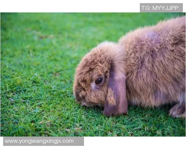 足球明星与可爱动物的欢乐时光尽情享受绿色草坪上的亲密互动